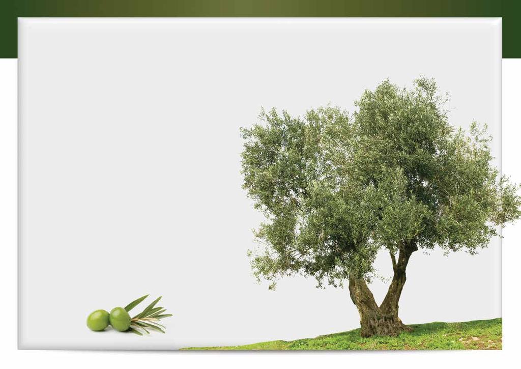 Olive mythology According to ancient Greek myth, Zeus announced a competition in which the gods were asked to invent a beneficial gift for the people.