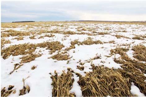 Impacts on wheat sector (1) Heavy rains and snow during fall 2014 significantly downgraded wheat quality and volume of harvest Producers and millers started looking for high/normal quality wheat to
