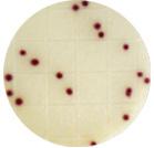 When incubated coliform appear as red spots.