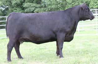 TROWBRIDGE FLUSH BROTHERS 20 SAV MADAME PRIDE 9804 - Sons of this proven Trowbridge and Mud Creek donor sell as Lots 20,21, and 22.