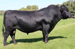 ANGUS OPEN YEARLING REPLACEMENTS SAV RESOURCE 1441 - Daughters of this proven AI sire sell as Lots 72 and 73. Quaker Hill Rampage 0A36 +10 +1.7 +80 +30 +136 +1.19-1 +86 +.48 +1.77 +77.87 +196.
