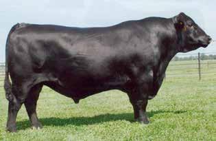 ANGUS YEARLING OPEN REPLACEMENTS 77 JINDRA DOUBLE VISION - A daughter sells as Lot 77.