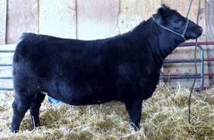 82 ANGUS YEARLING OPEN REPLACEMENTS LLF ERICA 049 Calved: 03/10/2016 Cow 18728001 Tattoo: LL49 Sitz Top Game 561X #+ GDAR Game Day 449 Trowbridge Bryce 444 # Sitz Pride 88T 18026559 +Trowbridge