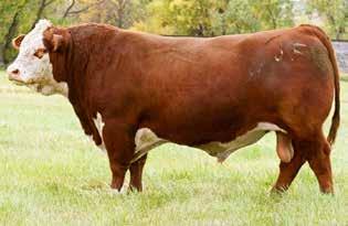 106 OPEN YEARLING REPLACEMENTS MBC DENA 641 Calved: 04/13/2016 Bull 3553562 Tattoo: 641 3 ACES SIDEWAYS BUF CRK HOBO 1961 MBC KICKEN N SPICY 426 TROWBRIDGE LANA 707 1701466 MBC SPICY LADY CM4 FOSTER