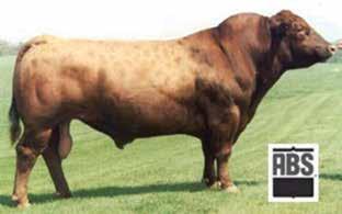 MB RE FAT +1 +0.0 +53 +18 +84 +5 +8-0.02 +20 +0.31 +0.08-0.01 Owned by Montross Beef Cattle This low birth Red Angus female offers a balanced EPD profile for all economic relevant traits.