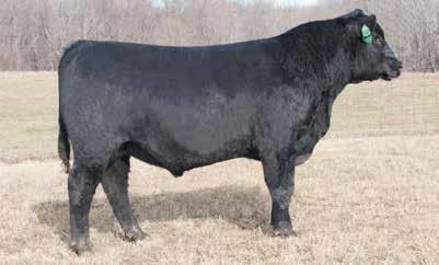 He offers low birth with impressive individual performance and is a thick topped, stout made individual who will add extra pounds to his progeny.