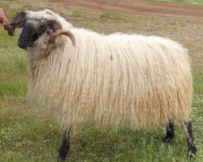 Breed structure of sheep population in Durmitor area in the past: the only autochthonous sheep breed Pivska