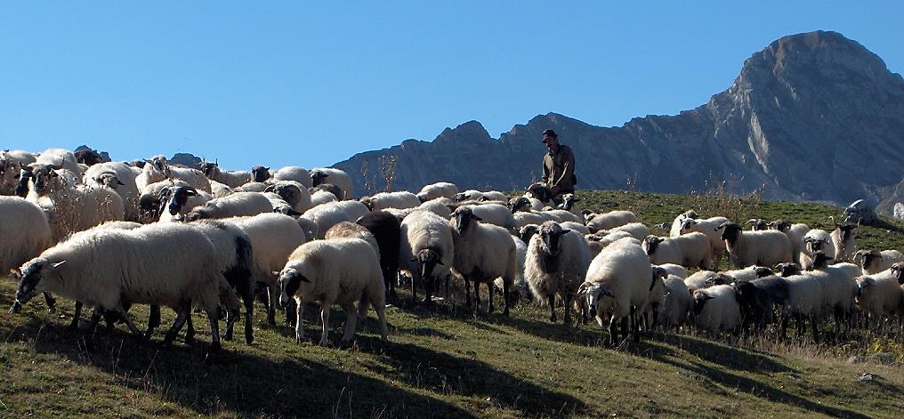 Sheep production on the Durmitor area was one of the main economic activities and the main source of income for the majority of rural households.