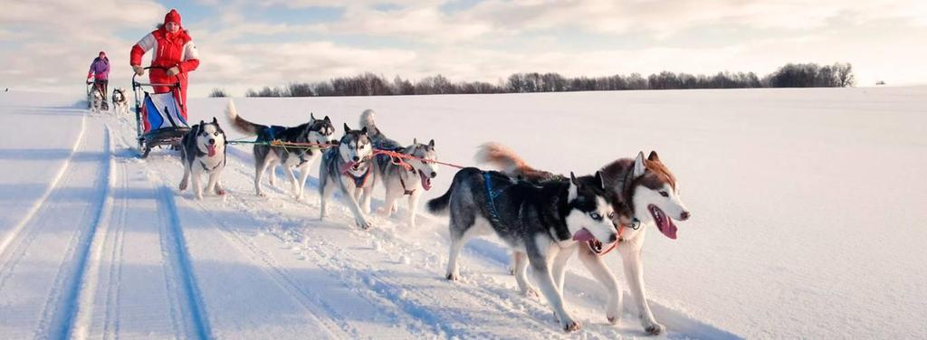 Frosty day, scintillating snow and you with a team of Baikal huskies, unforgettable impressions are guaranteed!