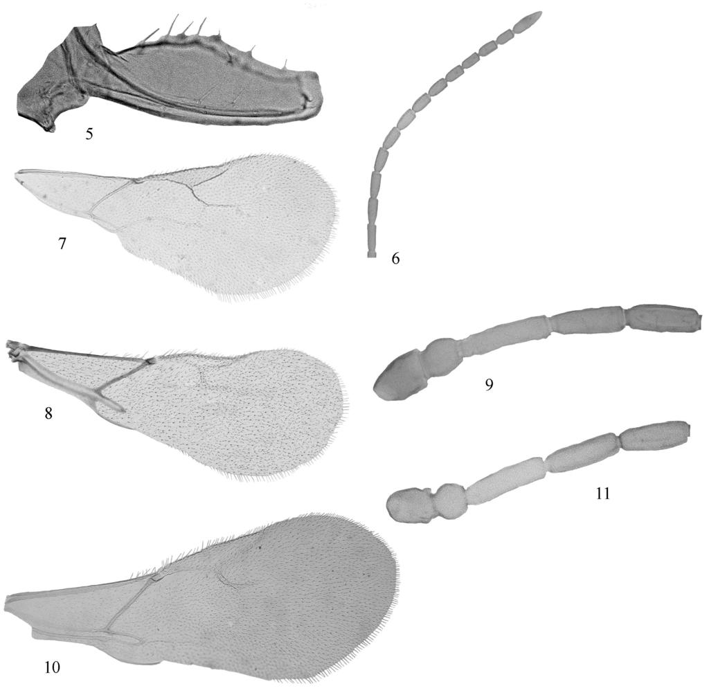 Monoctonus, Falciconus and Harkeria in Serbia and Montenegro 51 Fig. 5. Monoctonus leclanti, ovipositor sheath, lateral aspect. Fig. 6. Monoctonus leclanti, antennae, lateral aspect. Fig. 7.