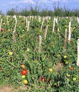 Vegetables Whether you observed occurrence of spots on the other parts of potato and tomato plants?