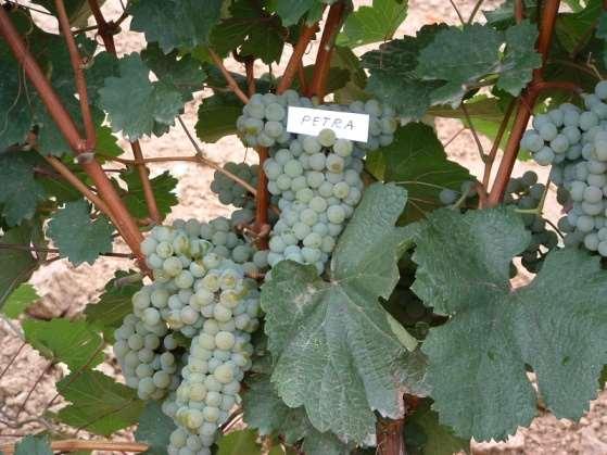 EXPERIMENTAL FIELD FOR VITICULTURE SREMSKI KARLOVCI PHASE 2 (7 varieties) Objectives: Resistance to low winter temperatures Grape and wine quality Cross-breedings include hereditary base of Eastern