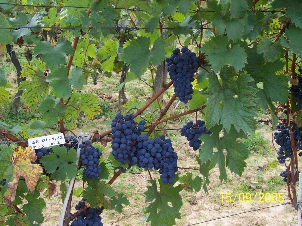 EXPERIMENTAL FIELD FOR VITICULTURE SREMSKI KARLOVCI PHASE 3 (9 varieties) Objectives: Increase in fungal disease resistance + Better grape and wine quality The hereditary base of North American