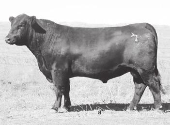 80 Baldridge Colonel C251 combines an individual birth ratio of 100 with individual weaning and yearling ratios of and 106, respectively, along with individual IMF and ribeye ratios of 100 and 125,