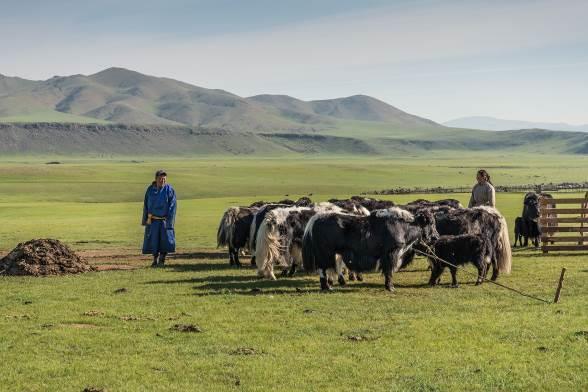 Mongolia: Life with the Nomads With a Special Feature: Golden Eagle Festival Trip Dates: September 2 to 17, 2019 (16 days in-country) From the earliest times, Mongolians have been nomadic