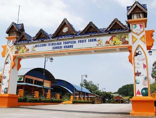 Melaka Tropical Fruit Farm & Shopping (GDMKZ04NM) SGD 80/ adult SGD 70/ child - 6.5 hours Min.