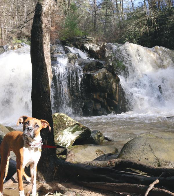 The hike features scenic views of the Hiwassee River and overlooks of two major waterfalls: Lower Turtletown Falls (40 ) and Turtletown Falls (30 ).