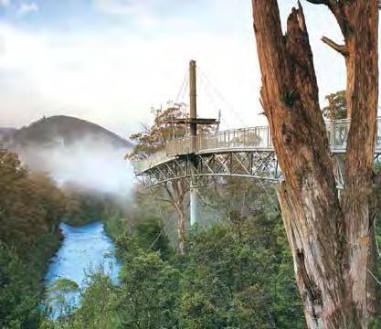 Fare includes coach touring, Tahune Forest Airwalk & a light lunch.