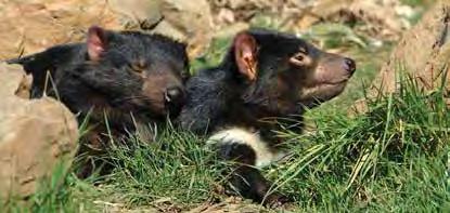 TASSIE DEVILS MARIA ISLAND MARIA ISLAND NATIONAL PARK FULL DAY Don t miss this opportunity to leave your ordinary world behind and experience something truly extraordinary encounter Maria