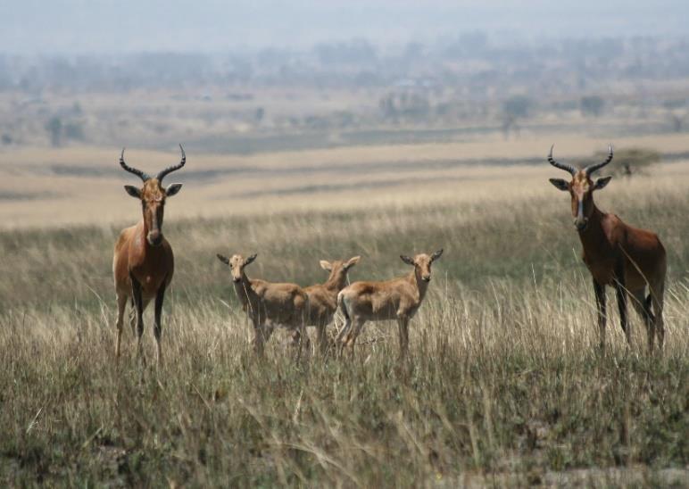 Day 4: Shahemene-Arba Minch (250kms) Drive to Arba-minch, on the way visit Alaba people village and Senkele sanctuary to see one of the endemic mammals of Ethiopia, Swayne's hartebeest.