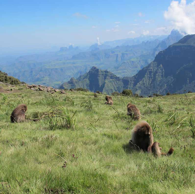 day 4 - simiens We head to the Simien Mountains, enjoying a spectacular flight following the course of the Tekeze River. At 4,543m, the Simiens are Ethiopia s highest range.
