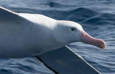 Wandering and black-browed albatross flapped about the ship; they had to work, as the wind was so mild.