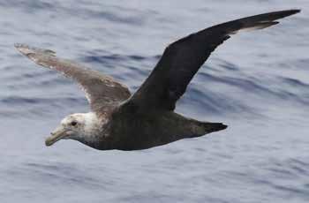 Thursday, January 25 Drake Passage At some point in the wee hours we began to rock and