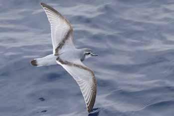 many smaller blackbrowed albatross and myriad other species of petrels.