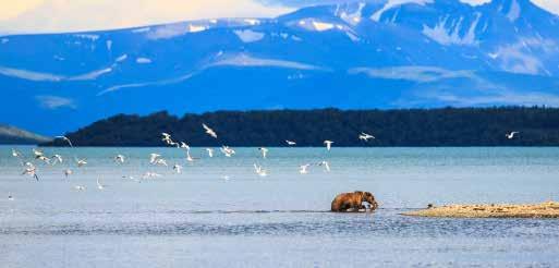 ALASKA & CANADA $4999 PER PERSON TWIN SHARE TYPICALLY $6499 CANADIAN ROCKIES INSIDE PASSAGE ENDICOTT ARM THE OFFER From the jagged peaks of the Canadian Rockies to the serene waters of Alaska s