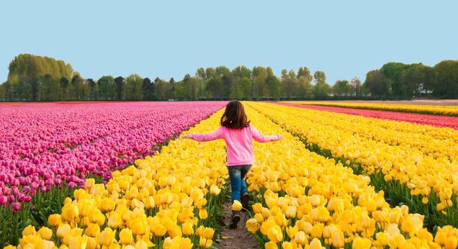 8 THE FLOWERS OF HOLLAND 7 Dive into the colorful world of flowers through an amazing familyfriendly tour, taking you from the fields and greenhouses to the gigantic flower auction warehouse of