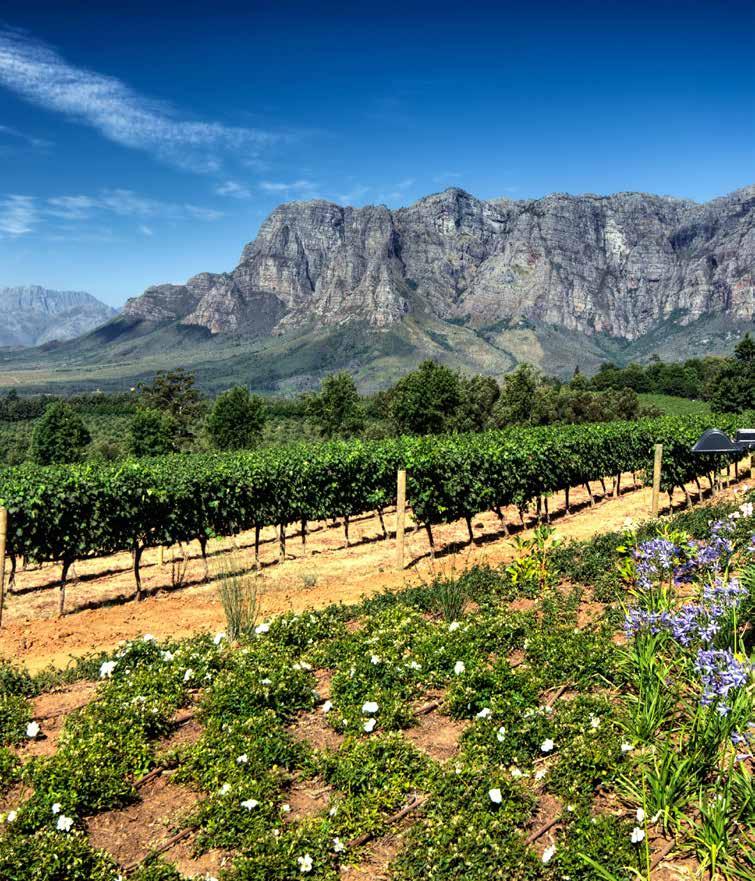 This tour offers a once in a lifetime opportunity to explore cosmopolitan Cape Town, discover the beautiful Winelands region, soak up the unforgettable scenery along Chapman s Peak Drive and see the