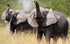 The park is home to the largest concentration of Elephant in Africa.