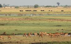 Large herds of Buffalo are common and other species such as Lion, Wild Dog, Puku, Red Lechwe, Sable and Roan