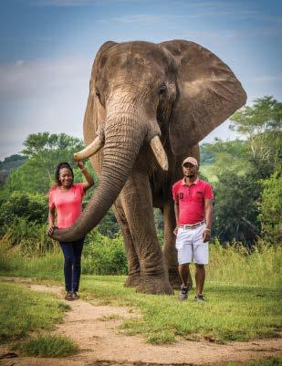 SUNSET INTERACTION, ELEPHANT RIDE & SUNDOWNERS [1 ¾ hour] An afternoon interaction and elephant amble to the stables.