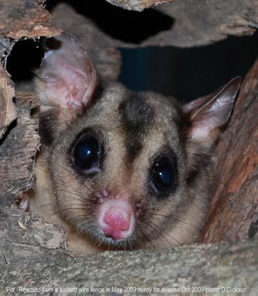 Page 4 QGN News #10 A second chance fter five months in care and many A trips to Tully Vets, the only endangered mahogany glider to come into care this year is ready to return to the wild.