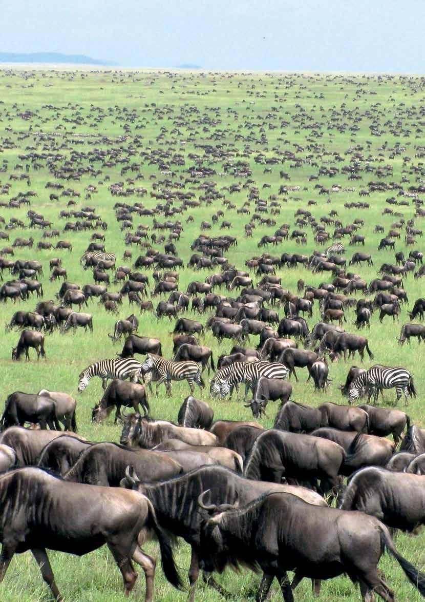 Wildlife roams free in huge herds across the lush savanna of the world-famous Masai Mara Game Reserve and the drier plains of Amboseli, where you can see huge herds of elephants framed against the