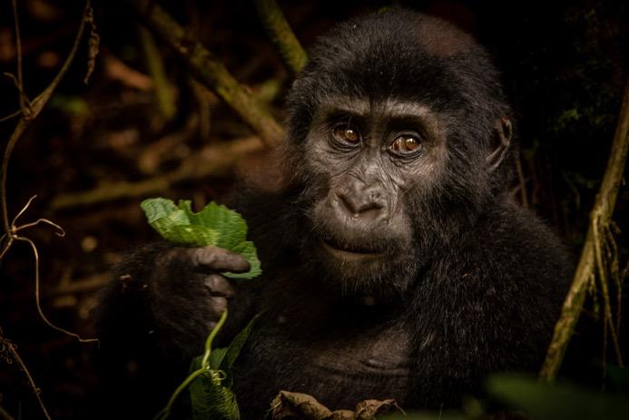 Jan 30- Lake Mutanda Bwindi Impenetrable Forest (Rushaga) Lake Mutanda- DISTANCE: 15 KMS APPROXIMATE DRIVING TIME: 1 HOUR: Gorilla Tracking is a captivation and unforgettable experience which more