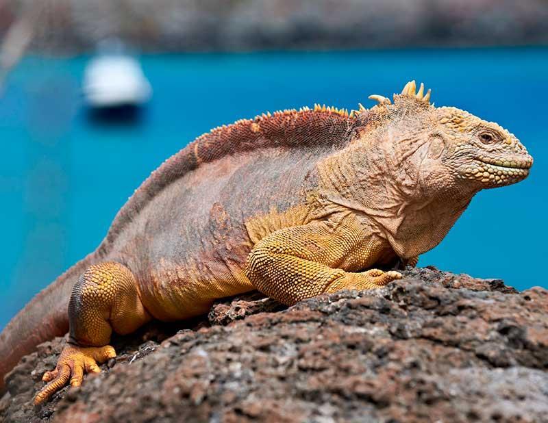 One of the biggest colonies of land iguanas inhabit the island together with a unique crossing of the land iguanas and the marine iguana, the so-called hybrid iguana.