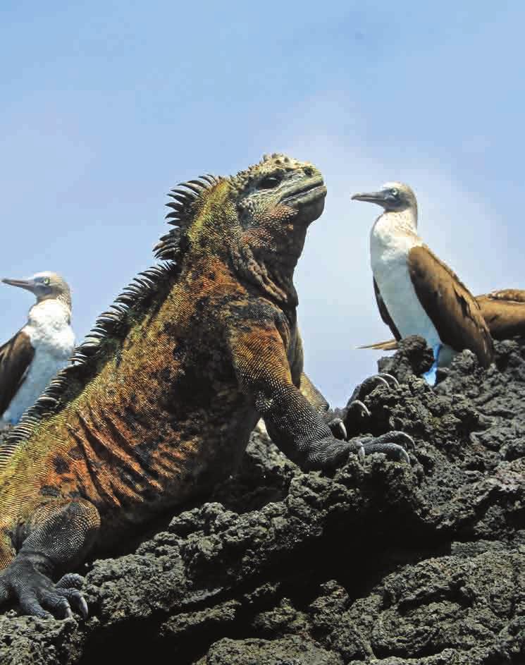 ECUADOR & THE GALAPAGOS Experience the unique wildlife encounters that inspired Charles Darwin s theory of evolution as you tour spectacular Ecuador and the Galapagos Islands.