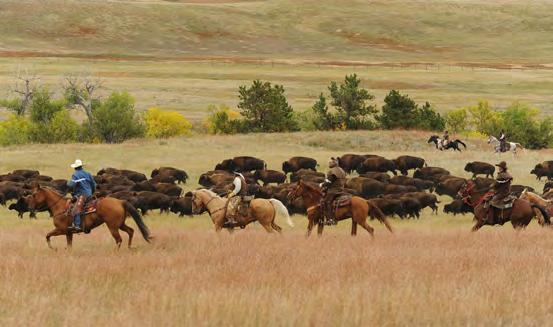 27-29, 2019 WHY GO: Watch wranglers round up the park s 1,300 bison on Sept. 29 and spend the rest of the time perusing the booths of about 150 artisans at the arts festival. 2. BLACK HILLS POWWOW IN RAPID CITY WHEN: Early October WHY GO: One of the top Native American events in the nation, this powwow features hundreds of singers, dancers and artisans performing.