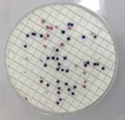 Colonies as viewed on filter with adhesive cover removed In case of spreading bacteria, score one CFU for each dark spot and separated color circle. Blended colonies are scored as a single CFU.