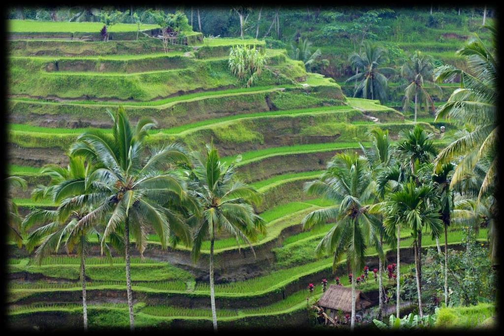#2 - Ubud Perched among the terraced rice fields that climb up the foothills of Bali s central mountains, Ubud is considered the island s