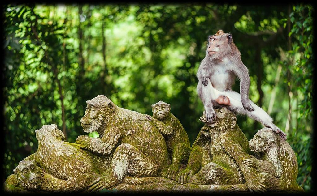 #4 Ubud Monkey Forest On the fringes of the Ubud main centre, Ubud Monkey Forest is one of Bali s several grey longtailed macaque-inhabited forests and perhaps the best known.