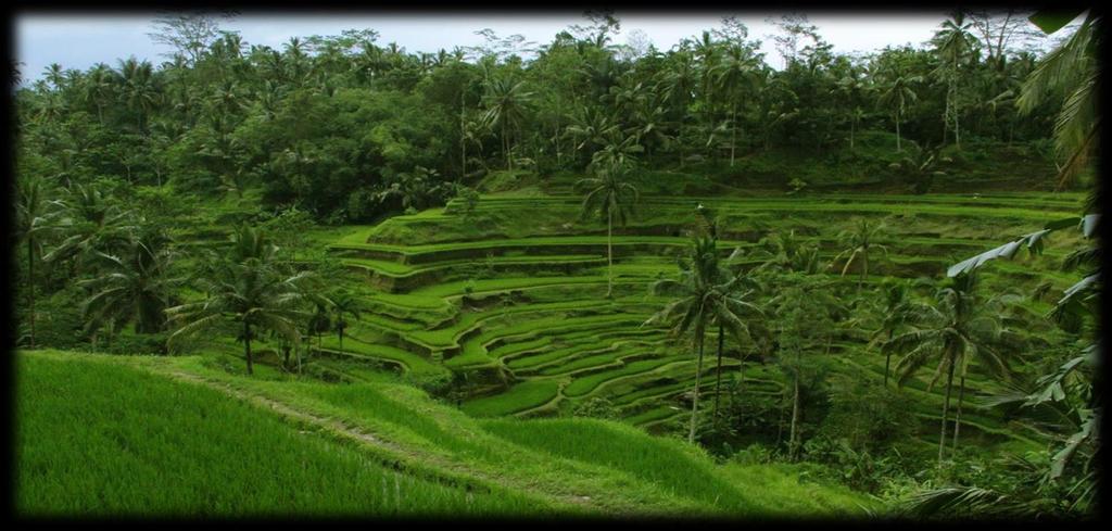 Bali Island is one of the provinces in Indonesia, located between Java Island and Lombok Island.