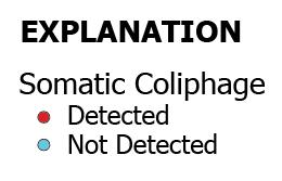 Coliphage