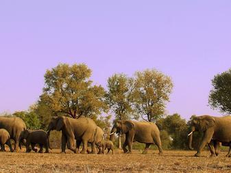 Enjoy intimate encounters with the famous Big Five in the renowned Sabi Sand Game Reserve, famous for its exceptional sightings of the magnificent