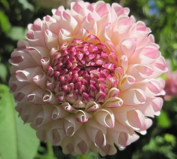 KITSAP COUNTY DAHLIA SOCIETY Inside this issue: KCDS Officers 2 KCDS Board Notes 2 Meeting Schedules 2 Club News 3 2016 KCDS Show Arrangements 3 2015 Fab Fifty List 4 KCDS Membership Form 2016 Dates