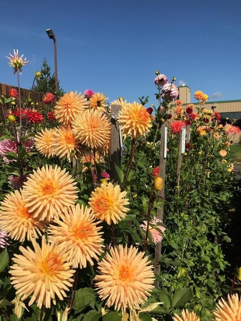 The selection also draws interest in our club, together with showcasing the varieties of dahlias that will be available to the public at our annual tuber sale.