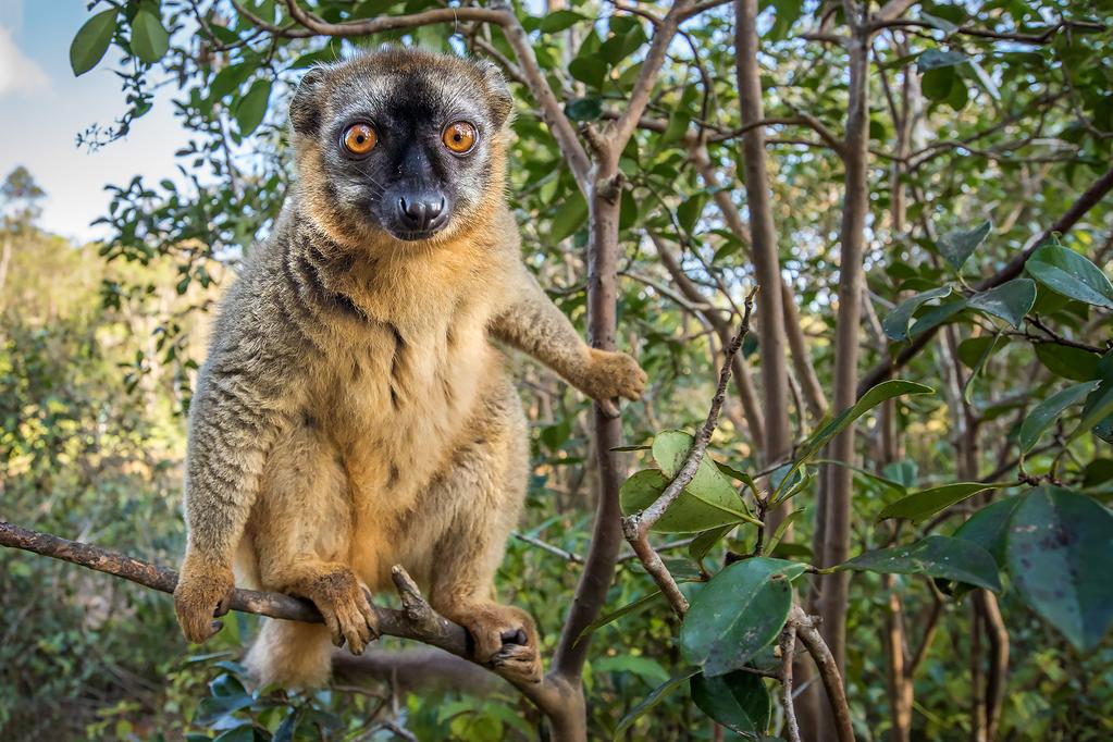 Itinerary : Days 5-8 we will see several species of Lemurs, birds, chameleons, scorpions and fruit bats.