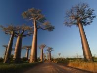 Recommended expedition itinerary 1-2 Arrive Antananarivo Upon our arrival on the beautiful island of Madagascar, we will be met by our local Expedition Leader, who will be our guide and friend